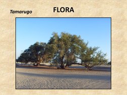 Flora y Fauna del Norte de Chile | PDF