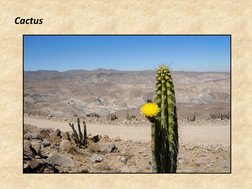 Flora y Fauna del Norte de Chile | PDF