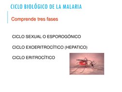 CICLO BIOLÓGICO DE LA MALARIA
Comprende tres fases
CICLO SEXUAL O ESPOROGÓNICO
CICLO EXOERITROCÍTICO (HEPATICO)
CICLO ERITROC