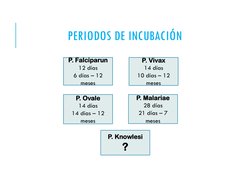 PERIODOS DE INCUBACIÓN 
P. Falciparun  
12 días 
6 días – 12 
meses 
P. Vivax   
14 días 
10 días – 12 
meses 
P. Ovale  
14