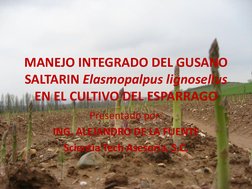 Saltarin Insecto Manejo del Gusano Saltarín en Espárrago | PDF | Insectos beneficiosos ...