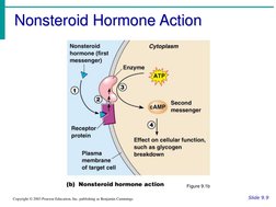 Nonsteroid Hormone Action
Slide 9.9
Copyright © 2003 Pearson Education, Inc. publishing as Benjamin Cummings
Figure 9.1b
