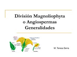 División Magnoliophyta
o Angiospermas
Generalidades
M. Teresa Serra 
