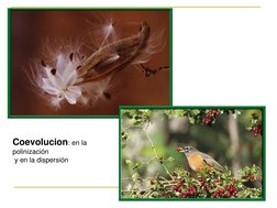 Coevolucion: en la 
polinización
y en la dispersión
