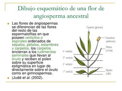 Dibujo esquemático de una flor de 
angiosperma ancestral
Las flores de angiospermas 
se diferencian de las flores 
del resto