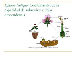 Eficacia biológica: Combinación de la 
capacidad de sobrevivir y dejar 
descendencia.
