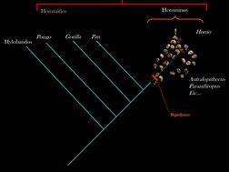 !
Pan
Gorilla
Pongo
Homo
Autralopithecus
Paranthropus
Etc…
Hylobatidos
Bipedismo
Homininos
Homínidos
