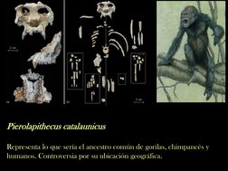 Pierolapithecus catalaunicus
Representa lo que sería el ancestro común de gorilas, chimpancés y 
humanos. Controversia por su