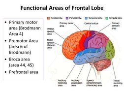Brain Anatomy and Functions Explained | PDF | Brainstem | Cerebrum