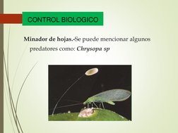 CONTROL BIOLOGICO
Minador de hojas.-Se puede mencionar algunos
predatores como: Chrysopa sp
