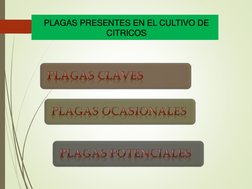 PLAGAS PRESENTES ENEL CULTIVO DE EL CULTIVO DE CITRICOS
CITRICOS
