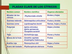 Nombre común
Nombre científico
Órganos afectados
Minador de los 
cítricos
Phyllocnistis citrella
Brotes y hojas
Queresa redon