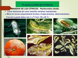 •
•
MINADOR DE LOS CÍTRICOS: Phyllocnistis citrella
Larva diminuta de color amarillo verdoso translúcido.
Mina en forma serpe