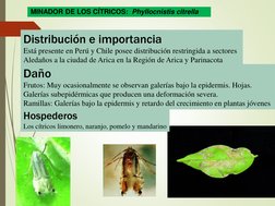 Distribución e importancia
Está presente en Perú y Chile posee distribución restringida a sectores
Aledaños a la ciudad de Ar