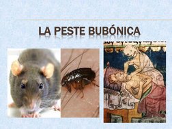 LA PESTE BUBÓNICA
