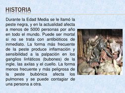 HISTORIA
Durante la Edad Media se le llamó la
peste negra, y en la actualidad afecta
a menos de 5000 personas por año
en todo