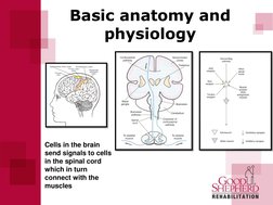 Basic anatomy and 
physiology 
Cells in the brain 
send signals to cells 
in the spinal cord 
which in turn 
connect with the