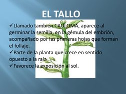 EL TALLO
Llamado también CAULOMA, aparece al 
germinar la semilla, en la gémula del embrión, 
acompañado por las primeras ho