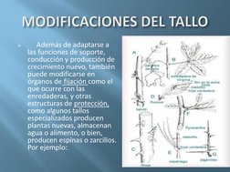 
Además de adaptarse a 
las funciones de soporte, 
conducción y producción de 
crecimiento nuevo, también 
puede modificarse