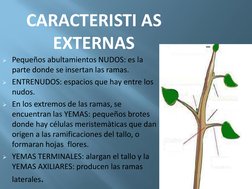 CARACTERISTI AS 
EXTERNAS
Pequeños abultamientos NUDOS: es la 
parte donde se insertan las ramas.
ENTRENUDOS: espacios que