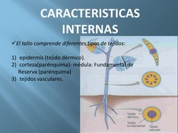 CARACTERISTICAS 
INTERNAS
El tallo comprende diferentes tipos de tejidos:
1) epidermis (tejido dérmico).
2) corteza(parénqui