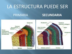 LA ESTRUCTURA PUEDE SER
PRIMARIA
SECUNDARIA
