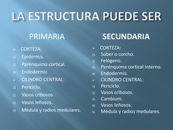 PRIMARIA
SECUNDARIA

CORTEZA:
1)
Epidermis.
2)
Parénquima cortical.
3)
Endodermis

CILINDRO CENTRAL:
1)
Periciclo.
2)
Vasos