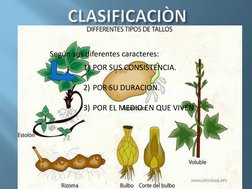 Según sus diferentes caracteres:
1) POR SUS CONSISTENCIA.
2) POR SU DURACION.
3) POR EL MEDIO EN QUE VIVEN.
