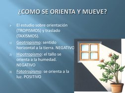
El estudio sobre orientación 
(TROPISMOS) y traslado 
(TAXISMOS).
1)
Geotropismo: sentido 
horizontal a la tierra. NEGATIVO