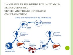 LA MALARIA ES TRASMITIDA POR LA PICADURA
DE MOSQUITOS DEL
GÉNERO ANOPHELES INFECTADOS
CON PLASMODIUM.
