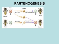 PARTENOGENESIS
