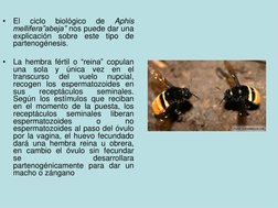 •
El
ciclo
biológico
de
Aphis
mellifera”abeja” nos puede dar una
explicación
sobre
este
tipo
de
partenogénesis.
•
La hembra f