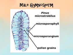Male Gymnosperm 
