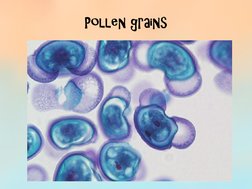 Pollen grains 
