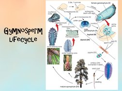 Gymnosperm 
lifecycle  
