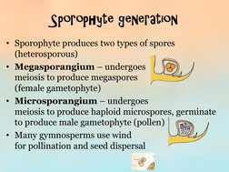 Sporophyte generation 
• Sporophyte produces two types of spores 
(heterosporous) 
• Megasporangium – undergoes  
meiosis to