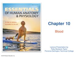 CH 10 Blood | PDF | Blood Type | Granulocyte