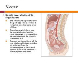 Peritoneal Anatomy and Ligaments Overview | PDF | Peritoneum | Abdomen