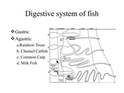 Digestion In Fish Anatomy of Fish Digestive System | PDF | Gastrointestinal Tract | Stomach