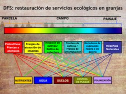 DFS: restauración de servicios ecológicos en granjas
PARCELA
CAMPO
PAISAJE
Frontera de 
cultivos / 
Franjas de 
amortiguación