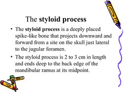 Styloid Function Styloid Apparatus Anatomy and Functions | PDF | Common Carotid Artery ...