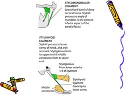 Styloid Function Styloid Apparatus Anatomy and Functions | PDF | Common Carotid Artery ...