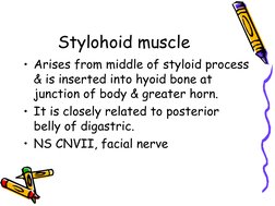 Styloid Function Styloid Apparatus Anatomy and Functions | PDF | Common Carotid Artery ...