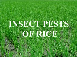 Common Insect Pests of Rice and Crops | PDF | Rice | Fruit