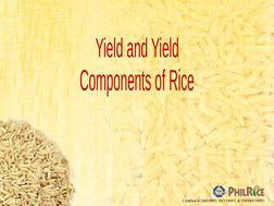 Yield Components Rice Rice Yield Components and Calculation | PDF | Crop Yield | Cereals