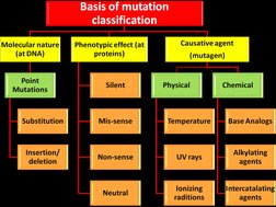 Types and Effects of Gene Mutations | PDF | Mutation | Genetic Code