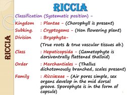 riccia
Classification (Systematic position) -
Kingdom
: Plantae - (Chorophyll is present)
Subking.
: Cryptogams - (Non flower