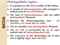 Photosynthetic region–
1. It is present on the dorsal surface of the thallus.
2. It consists of chlorenchymatous cells arrang