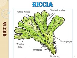 riccia
9/6/2020
4
RSS -VMS
riccia
