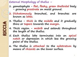 External Morphology of thallus –
1. gametophyte - flat, fleshy, green thalloidal body
- growing prostrate on moist ground.
2.